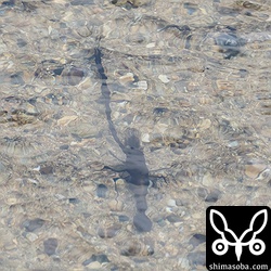 こちらは右腕のないテナガエビ。