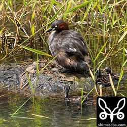 巣内には六つ目の卵が残っていますが、この翌々日の大雨で巣は壊れたようです。