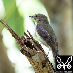 上と同個体。旧羽はかなりすれています。
