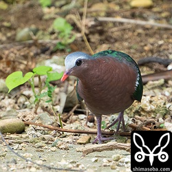 近くで撮影できる愛想のいい個体でした。