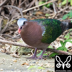 消化に必要な小石を飲み込んでいます。