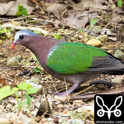 歩道で見つけましたが、自動車が通ってもあまり気にしていないようでした。