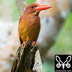 林道のアカショウビン。こちらもオスと思われます。