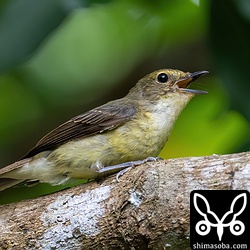 リュウキュウキビタキのオス。第1回夏羽。よくさえずっていました。動画も久しぶりに撮りました。