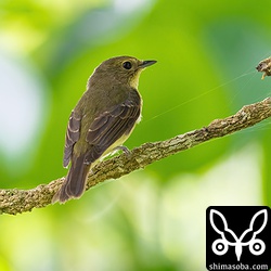 上と同個体。距離を10メートルほどとっていれば警戒しない個体だったので、縄張りを一周するところをついて行ってみました。^^ フライングキャッチでエサをとったり、枝先でさえずったりしながらの移動でした。笹藪にも入ったのは意外でした。