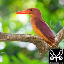 上と同個体。メスが見当たらないので抱卵に入ったのかもしれません。