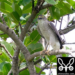 `2019年から同じ場所で子育て中のリュウキュウツミ <https://shimasoba.com/blog/1416/>`_ 。左足の骨折痕がトレードマーク。