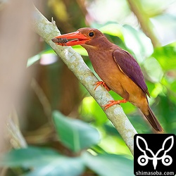 公園のアカショウビン。セミの幼虫を捕まえました。毎年、恒例の風景です。