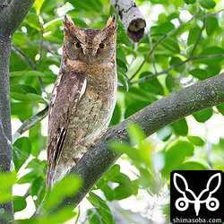 新規ポイントのコノハズク。リュウキュウキビタキを撮影していたら、メジロたちが居場所を教えてくれました。