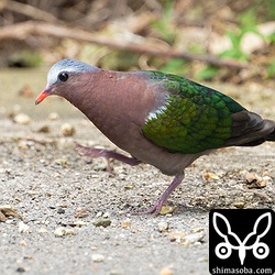 キンバトのオス。オオバギの種を拾っていました。