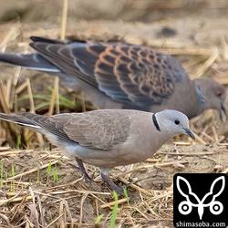 ベニバトのメス。後ろのリュウキュウキジバトと比較すると小ささがよく分かります。この時季、オスとメスで行動しているなんて繁殖を期待してしまいます。ハトは子育中はくちばしの付け根あたりにその痕跡が現れるのですが、写真を見る限りは子育て中ではなさそうです。抱卵中やヒナが小さい時は片方は巣を離れませんしね…。^^;
