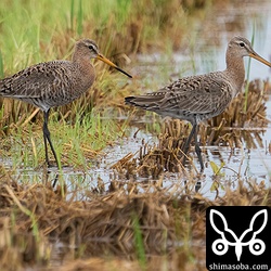 オグロシギ2羽。右は第1回冬羽から夏羽、左は冬羽から夏羽へ換羽中。