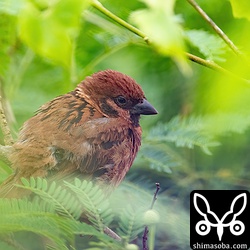 ギンネム林の中で休憩。