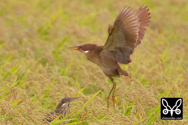 リュウキュウヨシゴイ