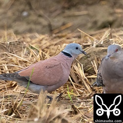 ベニバトのオス。美しい紅色をしていますが、赤褐色スズメのインパクトが強すぎました…。