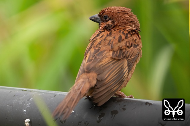 スズメ