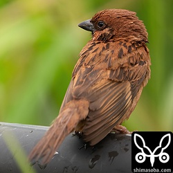 背中はこんな感じ。全身赤いです。