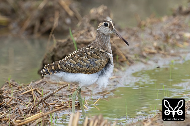 タマシギ