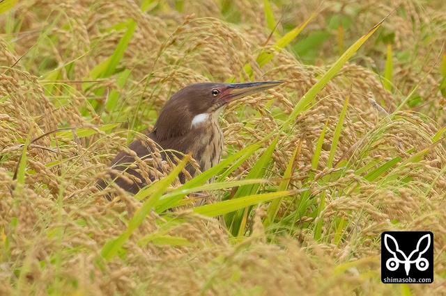 リュウキュウヨシゴイ