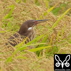 メスのリュウキュウヨシゴイ。こちらも婚姻色が出ています。