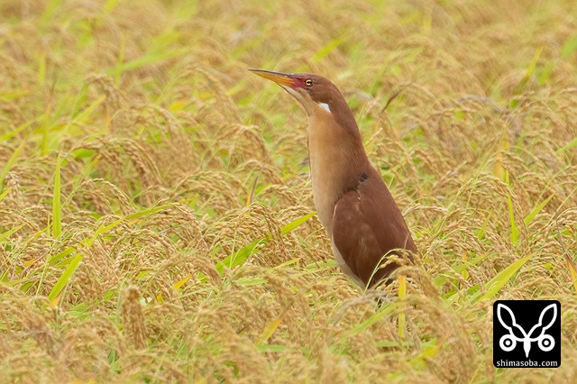 リュウキュウヨシゴイ