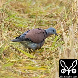 滞在中のベニバトのオス。