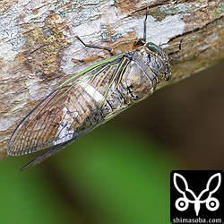 公園や学校などではクマゼミの大合唱が聞こえる季節になりました。