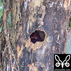 上の個体とは別のエリアで抱卵中のアカショウビン。