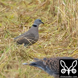 メスも滞在中です。