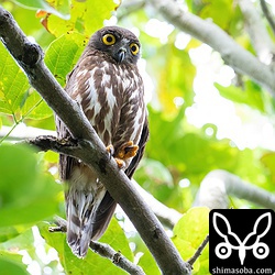 アオバズクのオス。カラスの古巣のとなりに止まっていました。