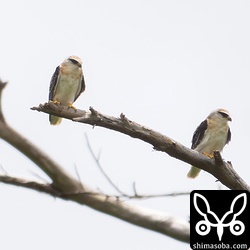 かなり距離がありますが、上の幼鳥2羽よりも警戒心が強いように感じました。