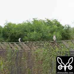 カタグロトビの幼鳥2羽。しばらくは、きょうだいで行動をともにします。