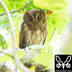 リュウキュウコノハズクのオス。同じ場所で3年連続の繁殖。