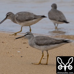 キアシシギ第1回夏羽。海岸のシギはキアシシギぐらいしか残っていません。
