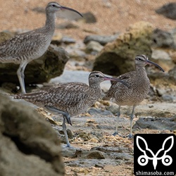 この時季にしては珍しく、チュウシャクシギ3羽が飛来。3羽とも第1回夏羽でした。こちらも繁殖に参加しないので、こんなところをうろついているのでしょうか。