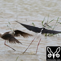 セイタカシギのバトル。第1回夏羽(左)と成鳥夏羽の戦いでしたが、成鳥夏羽が勝ちました。