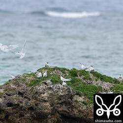 エリグロアジサシのコロニー。小さな岩礁に20羽以上が集まって大騒ぎしていました。すでに抱卵しているペアもちらほらいました。