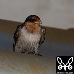 片方が泥を壁に塗っている間、パートナーは配管上で泥をくわえたまま待機。