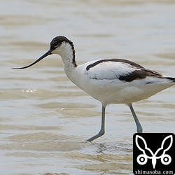 ソリハシセイタカシギのメス第1回夏羽。