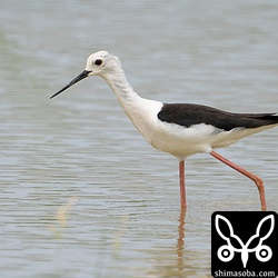 `先日の台風3号とともにやってきたセイタカシギ <https://shimasoba.com/blog/1880/>`_ が数羽居残っています。