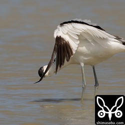 羽づくろいするソリハシセイタカシギ。初列風切はぼろぼろの旧羽です。