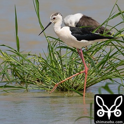 セイタカシギのオス夏羽。数羽が逗留中。