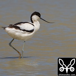 ソリハシセイタカシギのメス第1回冬羽。