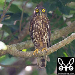 上のメスとペアになっているオス。