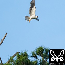 リュウキュウマツとモクマオウの混在する林で繁殖していますが、巣を掛けた樹種は不明。