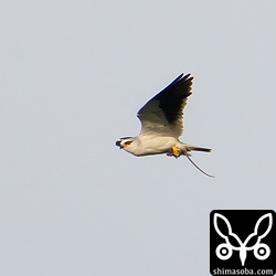 大きなネズミを子どもたちへ運んできたカタグロトビ。半分食ってあります。