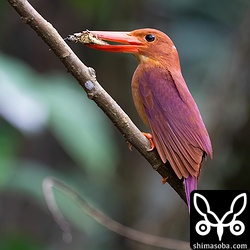 大きめのバッタを巣のヒナへ運んできたアカショウビン。巣立ちまでは、あと10日ほどでしょうか。