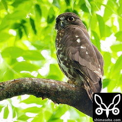 上の個体とペア。3日ほど前から昼間、巣に入らなくなったのでヒナの成長は順調なようです。