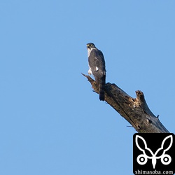 近所のツミのメス。巣外にいる時間が長いのでヒナが大きく育っているということでしょうか。