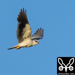 親鳥はパタパタとディスプレイ飛行もしていました。